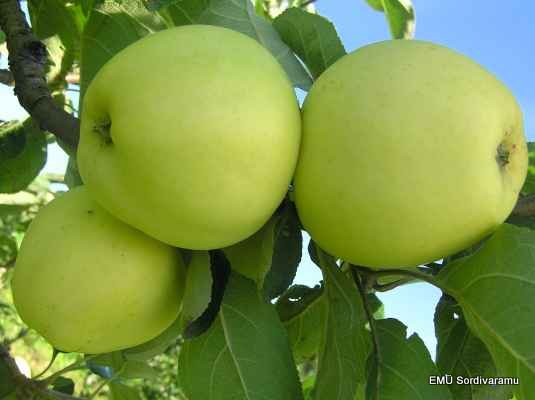 Õun - Valge klaarõun